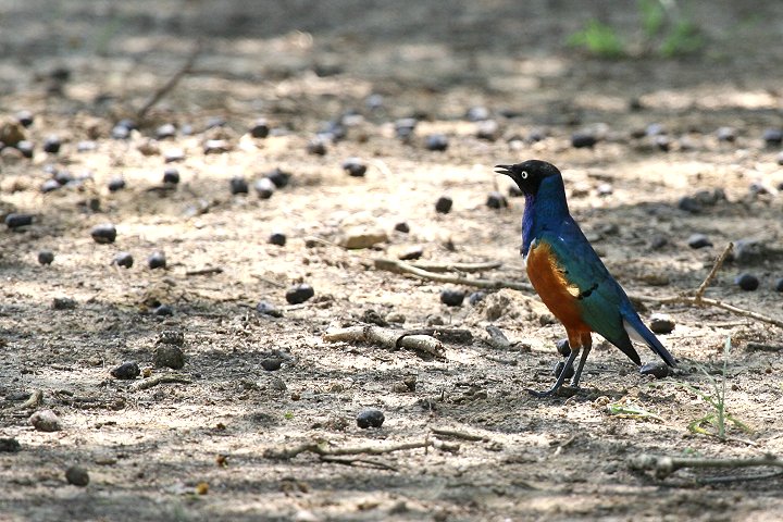 Superb Starling