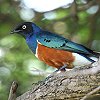 Superb Starling cLmeN