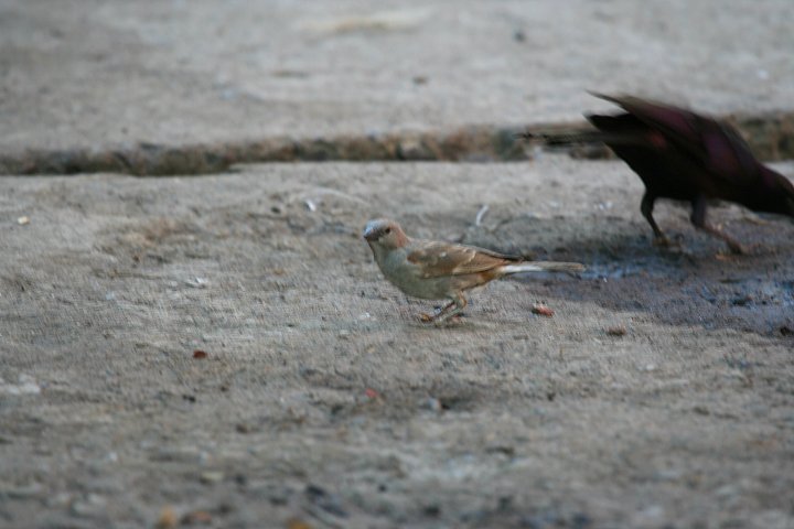 Swahili Sparrow