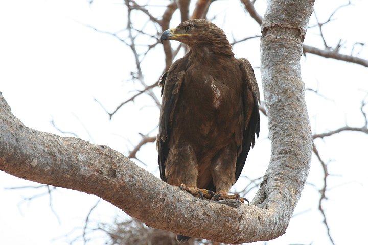 Tawny Eagle