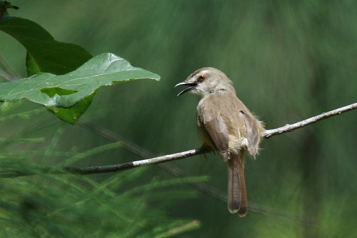 Tawny-flanked Prinia