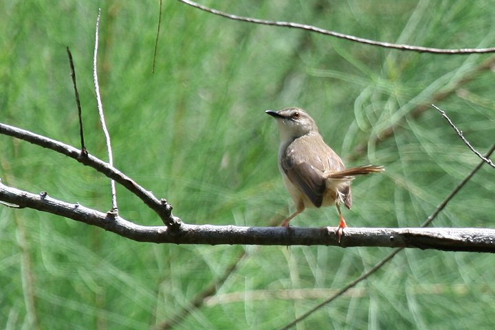 Tawny-flanked Prinia