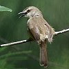 Tawny-flanked Prinia }~nE`h