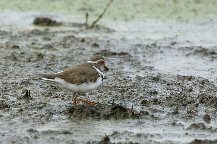 Three-banded Plover