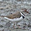 Three-banded Plover ~XW`h