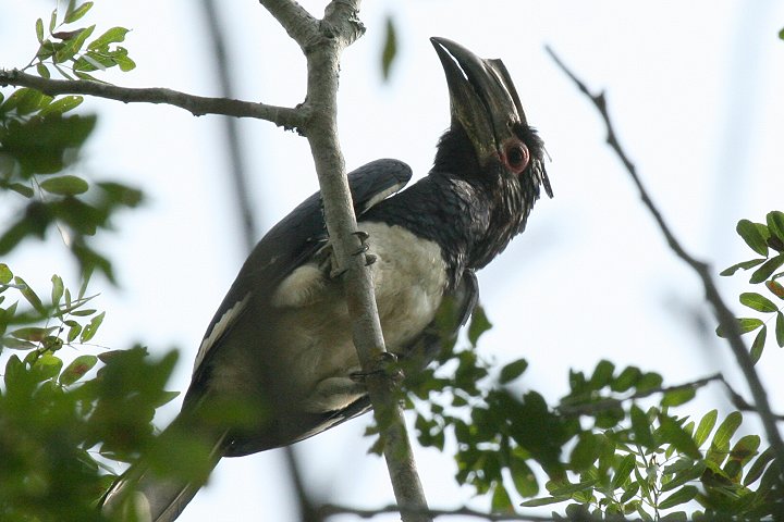 Trumpeter Hornbill