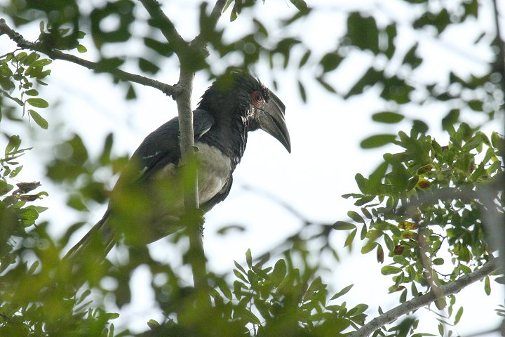 Trumpeter Hornbill