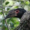 Trumpeter Hornbill iLTC`E