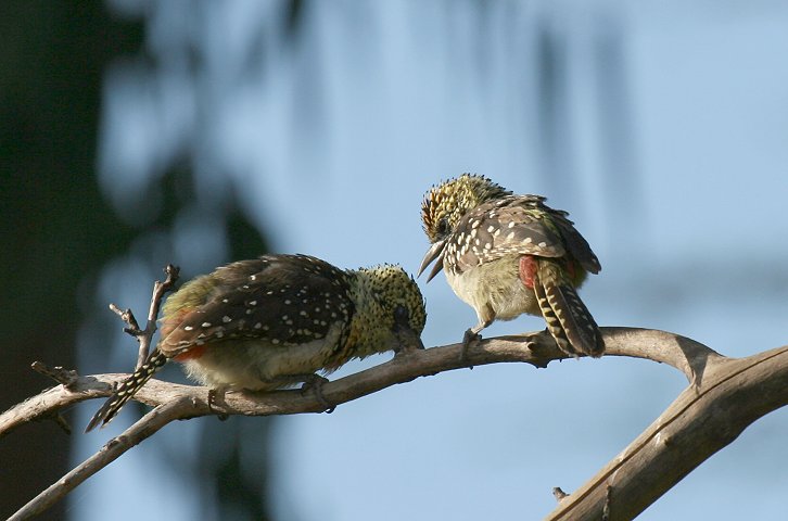 Usambiro Barbet