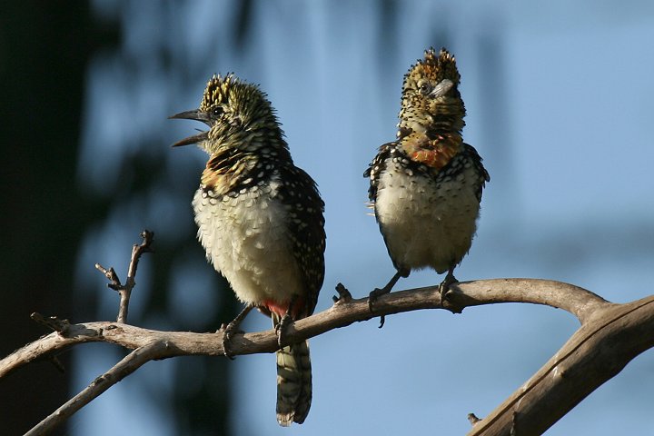 Usambiro Barbet