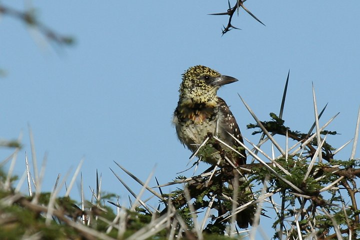 Usambiro Barbet