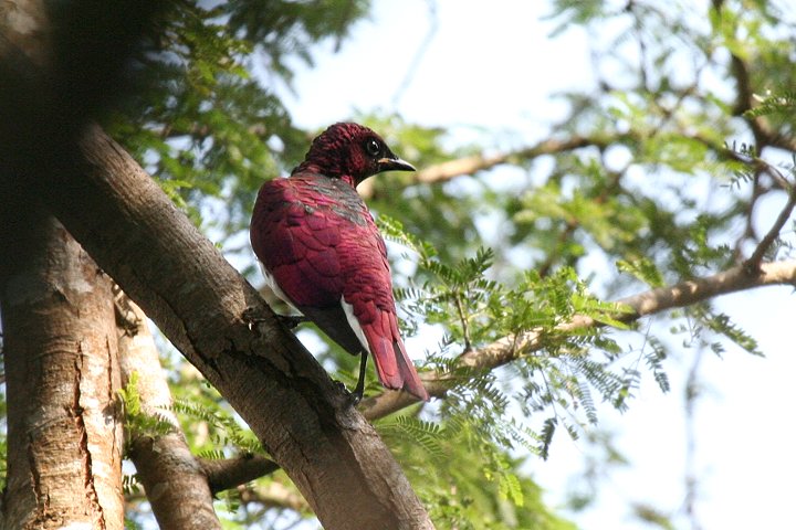 Violet-backed Starling