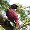 Violet-backed Starling VnNh