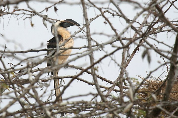 Von der Decken's Hornbill