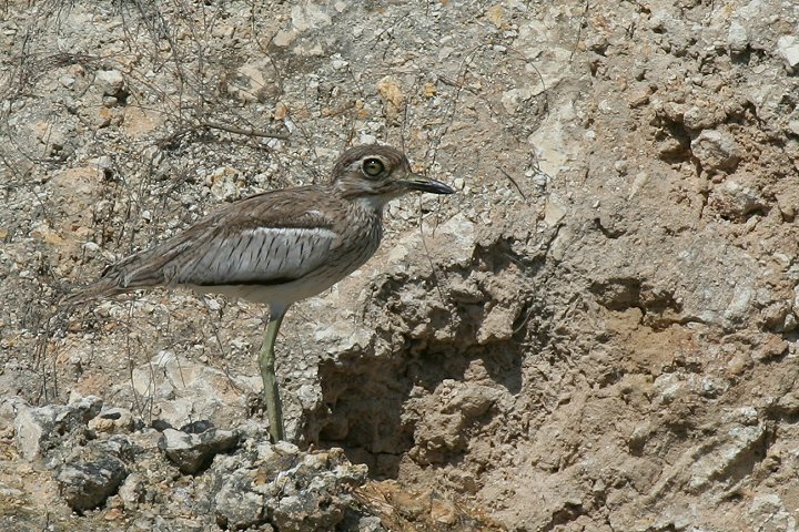 Water Thick-Knee