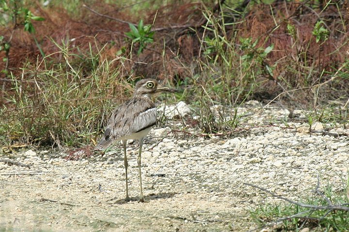 Water Thick-Knee