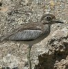 Water Thick-Knee