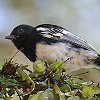 White-bellied Tit VnNK