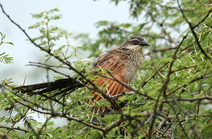 White-browed Coucal