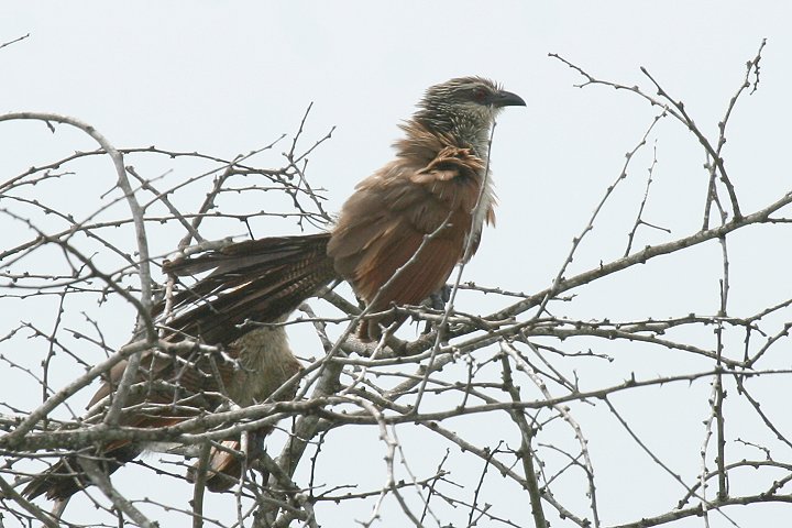 White-browed Coucal