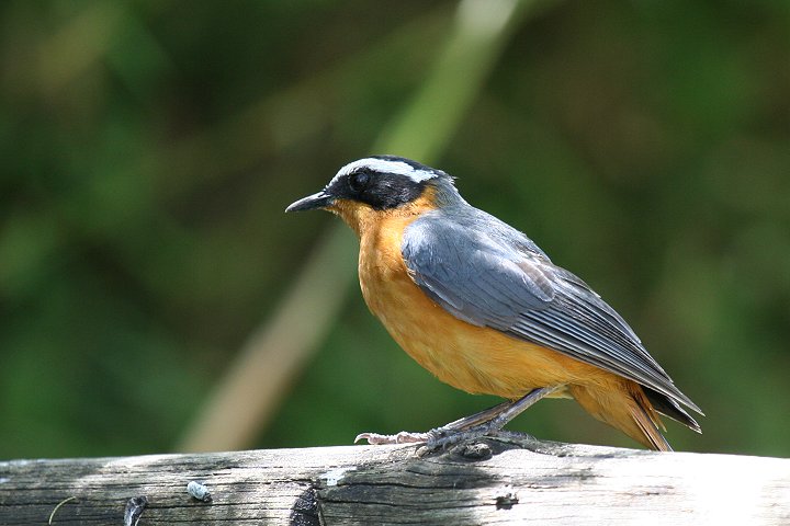 White-browed Robin-chat