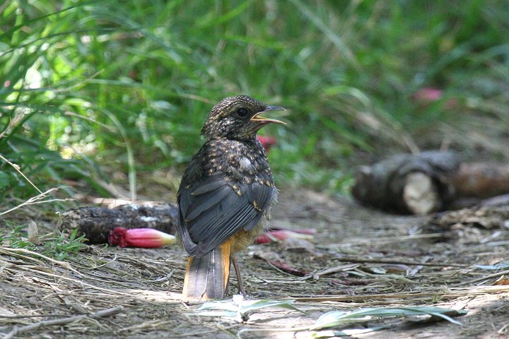 White-browed Robin-chat