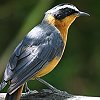 White-browed Robin-chat }~WcO~q^L