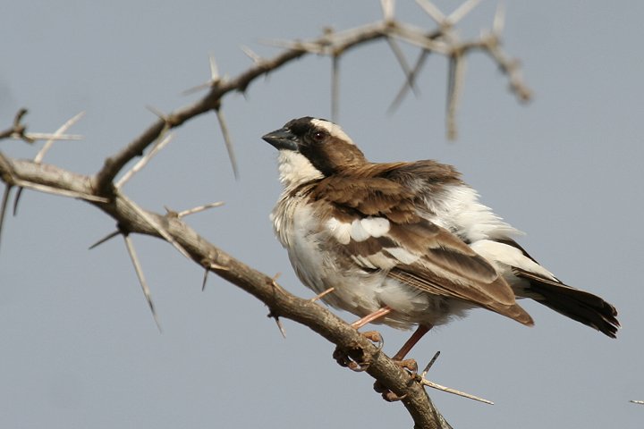 White-browed Sparrow-Weaver