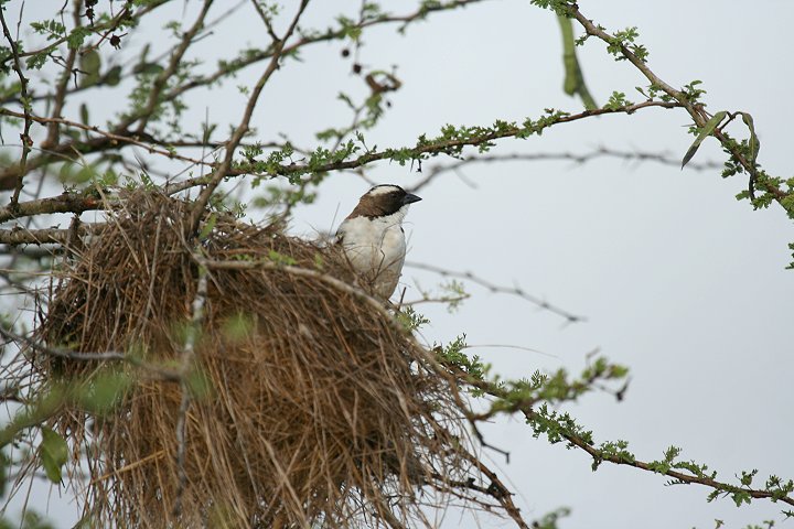 White-browed Sparrow-Weaver