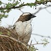 White-browed Sparrow-Weaver }~WXYn^I