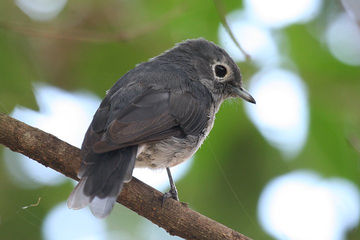 White-eyed Slaty Flycatcher