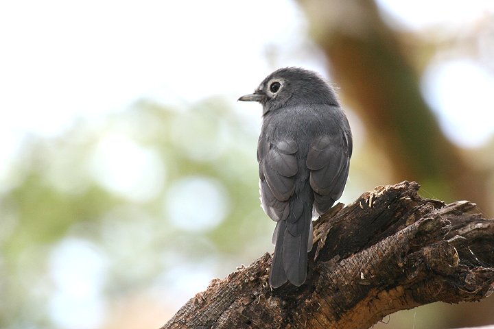 White-eyed Slaty Flycatcher