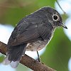 White-eyed Slaty-Flycatcher X[gq^L̂Ȃ