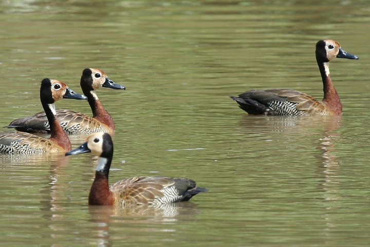 White-faced Whistling Duck