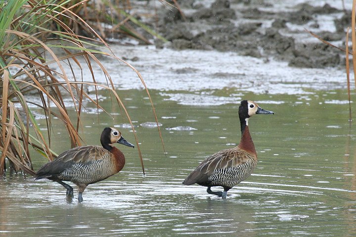 White-faced Whistling Duck