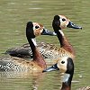 White-faced Whistling Duck@VKELEK