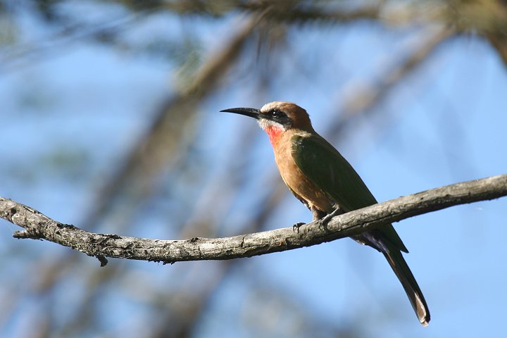 White-fronted Bee-eater