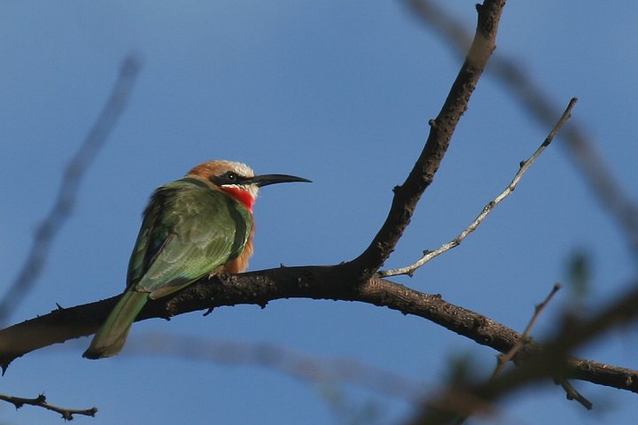 White-fronted Bee-eater