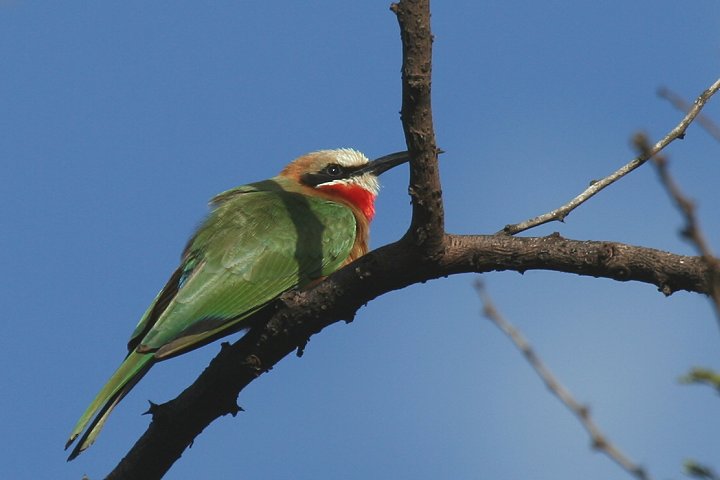 White-fronted Bee-eater