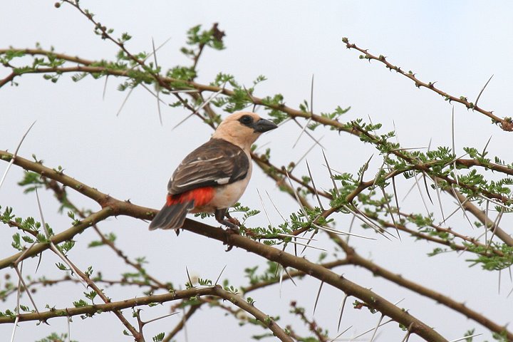 White-headed Buffalo-Weaver