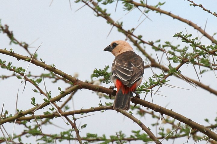 White-headed Buffalo-Weaver