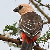 White-headed Buffalo-Weaver VKVEVn^I