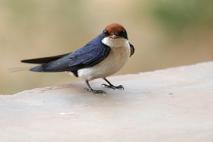 Wire-tailed Swallow