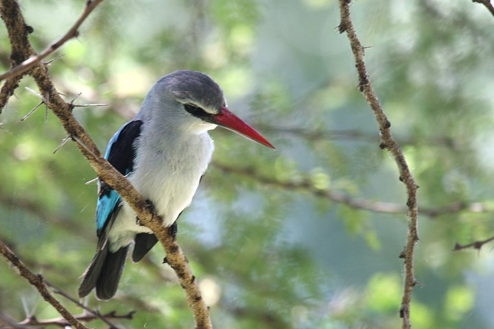 Woodland Kingfisher