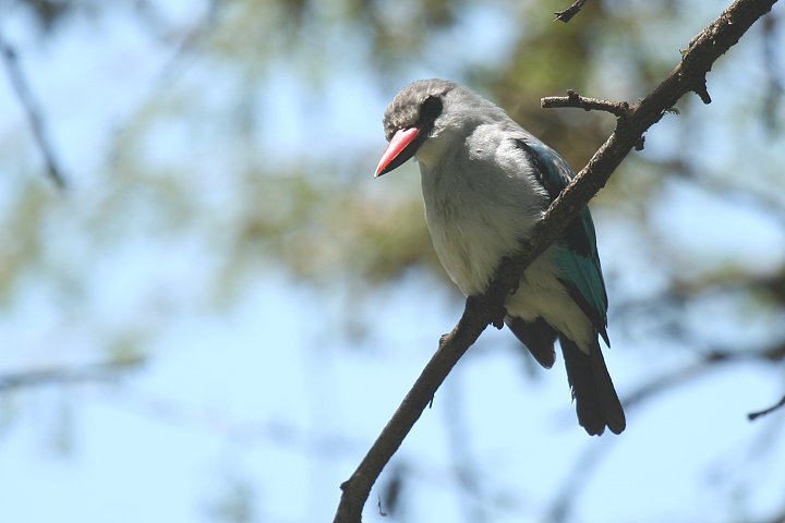 Woodland Kingfisher