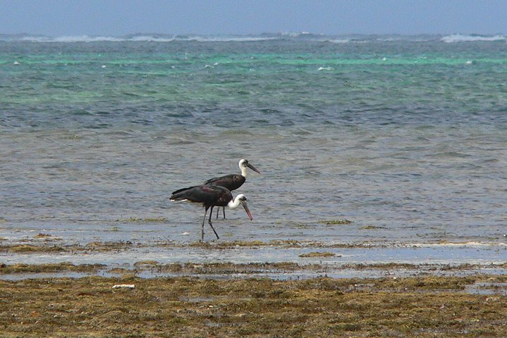 Wolly-necked Stork