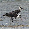 Wolly-necked Stork GrRE