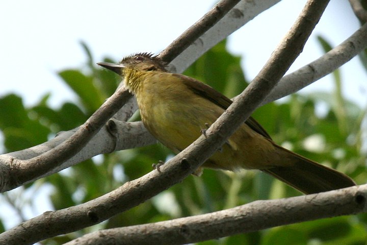 Yellow-bellied Greenbul