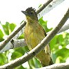 Yellow-bellied Greenbul