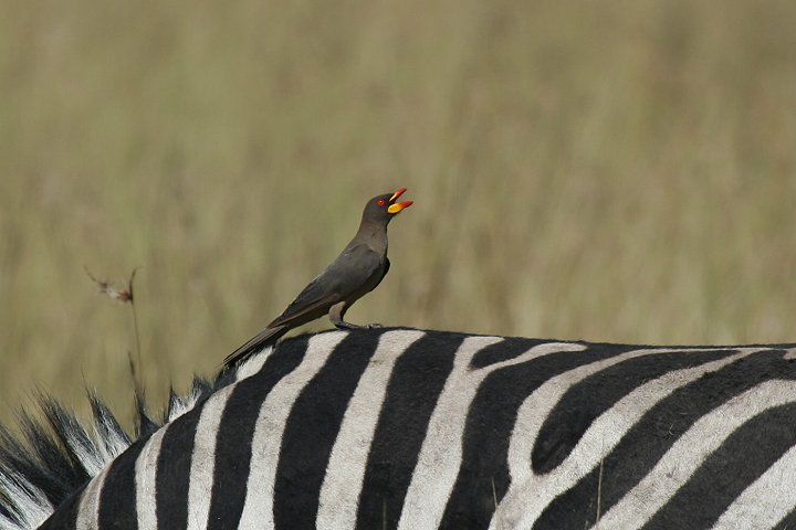 Yellow-billed Oxpecker